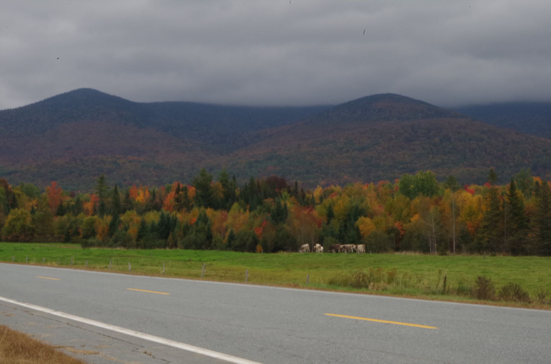 Road and Cows | North Country Council