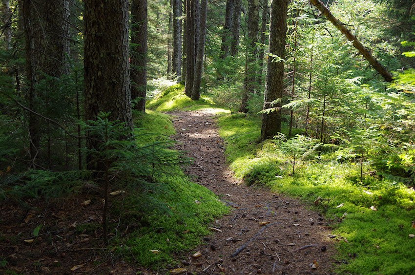 trail in nh green trees